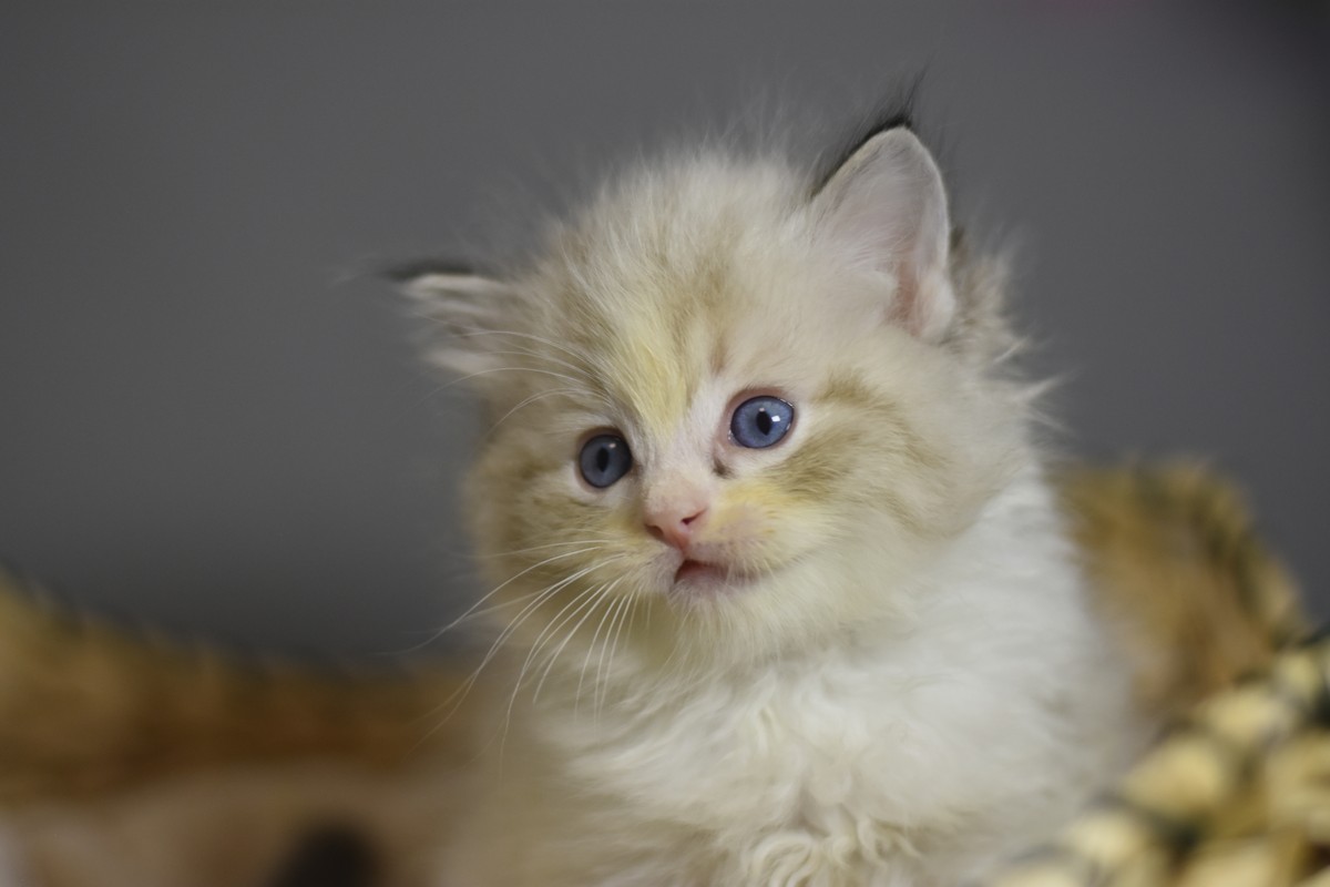 images/AvailableKittens/Murphy website.jpg